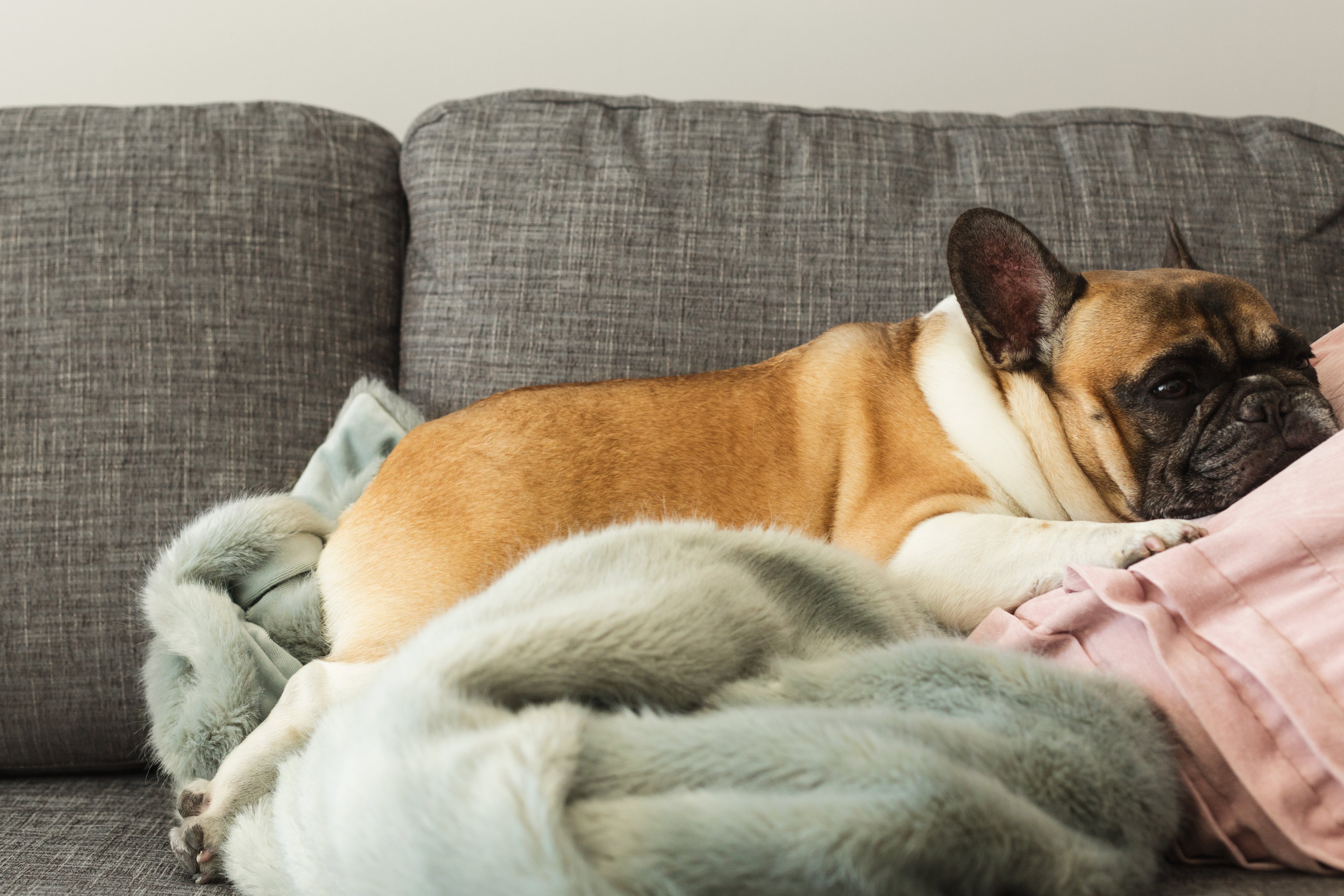 files/french-bulldog-gets-cozy.jpg